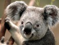 /album/galeria-de-fotos-eventos1/koala-jpg/