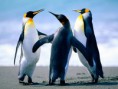/album/galeria-de-fotos-eventos1/penguins-jpg/