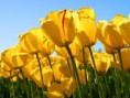 /album/galeria-de-fotos-eventos1/tulips-jpg/